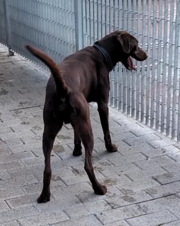 PABLO LABRADOR CHOCOLATE Foto 4